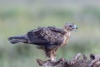Aquila del Bonelli