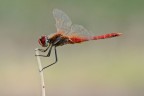 Sympetrum Sympetrum