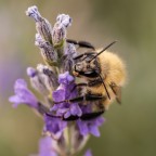 Macro Quad Lug2023_1 Macro Quad Lug2023_1