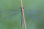 Damigella II