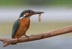 Per fortuna questa volta mi ha regalato un p di scatti prima di cibarsi !
Commenti e critiche graditi.
(exif: iso 640, f/8, 1/250, 290 mm)