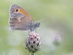 Coenonympha p. Coenonympha p.