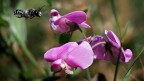 Lathyrus sp. e Megachile sp.