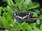 Limenitis reducta su foglie di Mirto