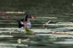 f/8; 1/400s; iso400; 600mm