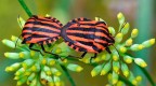 Graphosoma italicum in accoppiamento