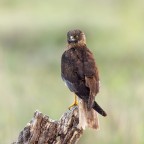 Falco di palude Falco di palude