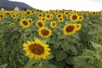Girasoli