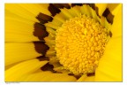 Il cuore del fiore Il cuore del fiore