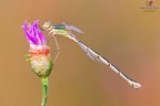 Lestes barbarus...