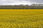 campo giallo