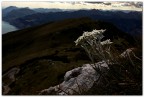 Edelweiss Edelweiss