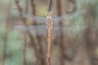 Macro_Imperator_Ago2023_1