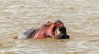 Santa Lucia, Sudafrica 2019. Scatto in natura.
Commenti e critiche sempre ben accetti.