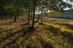 proiezioni nel bosco II