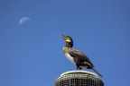 Cormorano Cormorano