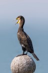 Cormorano Cormorano