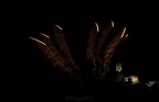 lingue di luce