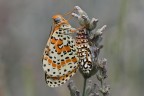 Melitaea appena sfarfallata Melitaea appena sfarfallata