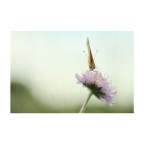 Il silenzio che si posa sul silenzio Il silenzio che si posa sul silenzio