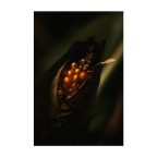 L'Oro dalla Terra L'Oro dalla Terra