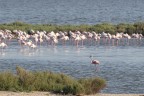 Fenicotteri rosa