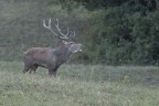 Bramito del Cervo Bramito del Cervo