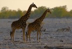 Coppia di giraffe al tramonto Coppia di giraffe al tramonto