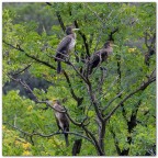L'albero dei cormorani L'albero dei cormorani