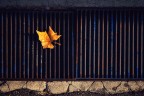 8 ottobre 2023
Dice che non  ancora autunno.
Ma le foglie sanno benissimo quando  il momento di lasciarsi nel vento.