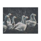 Va ora in onda "Il Grande Fratello" Va ora in onda "Il Grande Fratello"