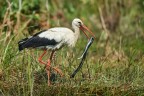 Fotograficamente non  un gran che, ma come documento spero che possa essere interessante. Non avevo mai visto una predazione come questa. Ha impiegato circa una decina di minuti per ingoiarla ma alla fine ce l'ha fatta.
Delta del Danubio, scatto dalla barca, naturalmente a mano libera. 
Luglio 2023