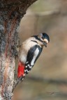 Picchio-rosso_DSC01916 Picchio-rosso_DSC01916