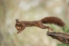 Uno scoiattolo europeo fugge dopo aver preso una noce
