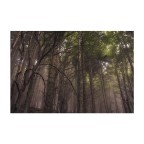 Profumo di Resina Profumo di Resina