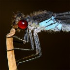 di profilo di profilo