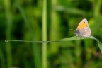 Coenonympha pamphilus Coenonympha pamphilus