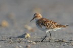 Gambecchio-comune_Calidris-minuta_DSC2829 Gambecchio-comune_Calidris-minuta_DSC2829