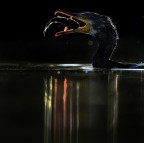 Backligth capture Backligth capture