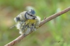 Un-batuffolo-di-piume_Cinciarella_DSC2045