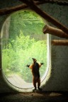 Gli zoo sono posti tristi Gli zoo sono posti tristi