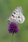 Parnassius-apollo_DSC1099