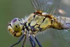 Libellula