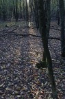 La luce del sottobosco