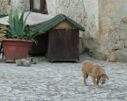 Crop di una foto scattata in un vicolo di Matera durante 1 gita.