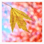 Quadrato autunnale Quadrato autunnale