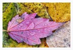 rugiada d'autunno