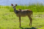 Scatto in natura nel Parcho Chobe in Botswana.
Commenti e critiche sempre ben accetti