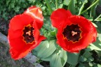 Tulipani Rossi Tulipani Rossi