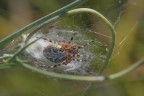 Aculepeira-ceropegia_DSC0945